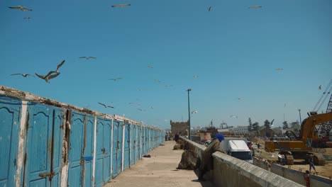 Many-seagulls-flying-in-the-harbor-of-Essaouira-city,-Morocco,-wide-shot