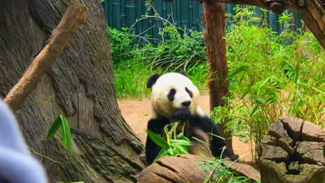 Zeitlupe-–-Großer-Panda-Im-Zoo-Von-San-Diego
