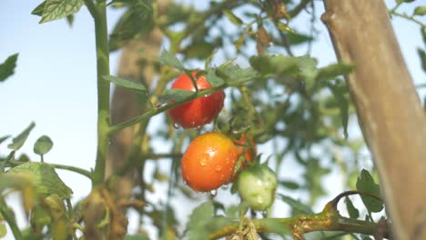 Beautiful-scene-of-a-natural-Freash-Cherry-Tomato-in-tree-with-some-water-fresh