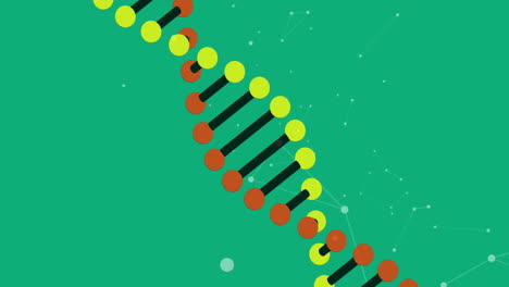 Animation-Eines-DNA-Strangs-über-Einem-Netzwerk-Von-Verbindungen-Auf-Grünem-Hintergrund