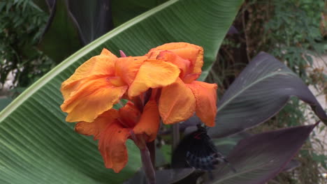 Butterfly-on-a-flower-