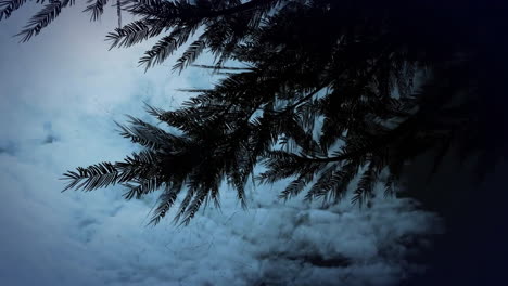Animation-of-fir-tree-over-clouds-moving