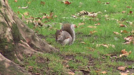 Verspieltes-Eichhörnchen-In-Einem-Park