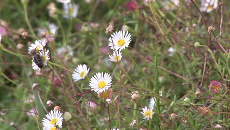 Bienen-Auf-Einer-Pflanze