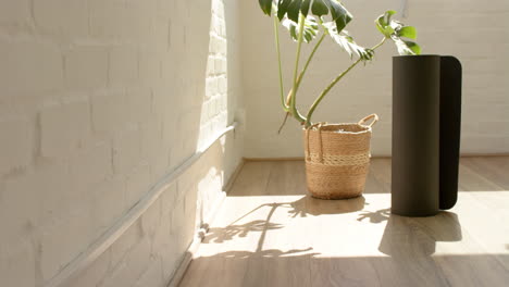 Sunlight-shining-through-window,-casting-shadows-of-a-plant-on-a-white-wall