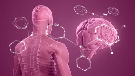 Animation-Von-Elementdiagrammen-über-Gehirn--Und-Männerröntgenscan