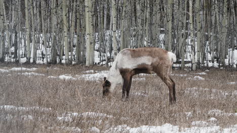 Woodland-Caribou-Eating-In-The-Forest-In-Yukon,-Canada---Wide-Shot