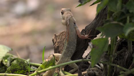 Indian-Garden-lizard-looking--behind-the-tree