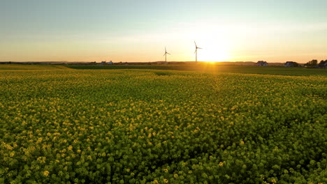 Aerial-view-of-a-rapeseed-field-at-sunset-with-wind-turbines-in-the-background