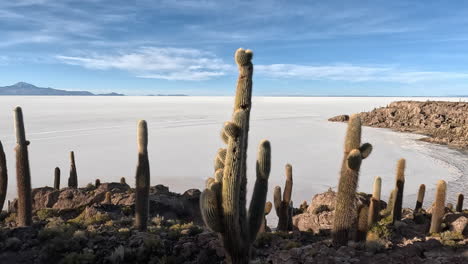Pan-right-to-left-across-prickly-cactuses-gathered-above-salt-flats