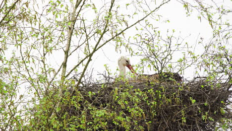White-stork-nesting-in-bird-nest-in-tree-crown,-cleaning-its-feathers