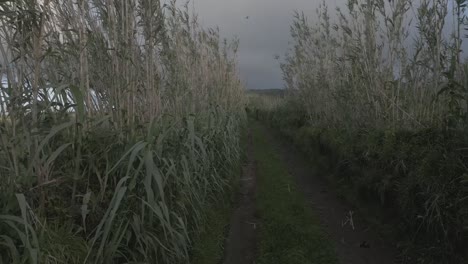 First-person-walking-view-on-rural-road-crossing-fields