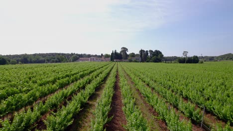Aerial-above-beautiful-vineyard-field-in-Lecrès,-France