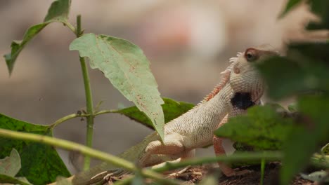 Indian-Garden-lizard-walking-on-tress-branch