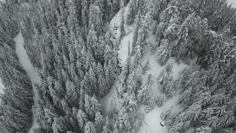 Wildnis-Von-Idaho-Mit-Schneebedeckten-Bäumen-Im-Schneefall,-Usa