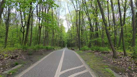 Caminar-Por-Una-Pista-Forestal-Durante-Un-Hermoso-Día-De-Verano-Con-Exuberante-Vegetación,-Hierba,-Hojas-Y-árboles