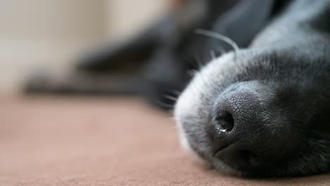 Narrow-focus-of-a-black-dog-nose-while-sleeping-on-the-floor