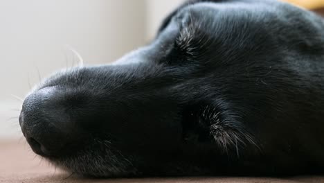 An-overhead-view-of-a-senior-black-dog's-head-in-deep-sleep-on-the-floor