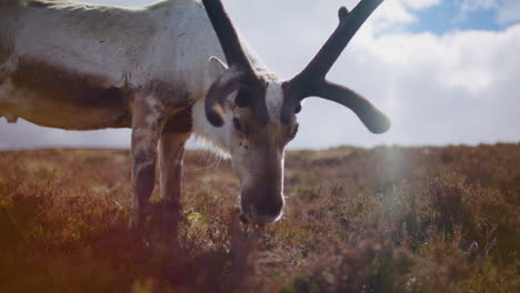 Close-up-of-velvet-antler-on-big-male-Reindeer,-sunny-day