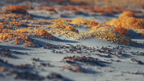 La-Playa-De-Arena-Cubierta-De-Algas-Secas-Y-Plantas-Suculentas-En-Miniatura-De-Colores-Brillantes