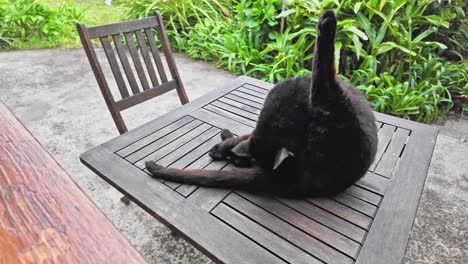 Black-cat-walking-on-a-wooden-table-outdoors