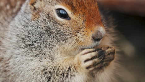 Arctic-Ground-Squirrel-Eating---Close-Up-Shot