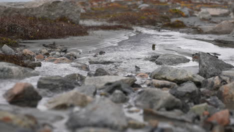 Close-Up-of-Water-Stream-in-Landscape-of-Greenland,-Segelsällskapet-Fjord