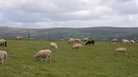 Ovejas-Pastando-En-Pastos-Verdes-De-La-Isla-Dinas,-Gales,-Reino-Unido