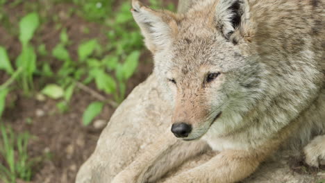 Close-up-Of-Coywolf-Wild-Dog-Resting-Over-Rock-In-The-Forest
