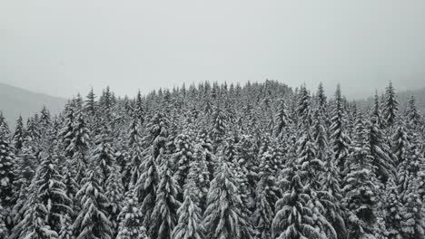 Snowy-Pine-Trees-During-Winter-With-The-Frozen-Lake-In-Idaho,-USA