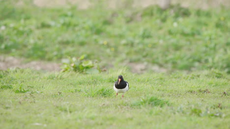 Oystercatcher-bird-grazing-in-green-grassy-meadow,-pecking-at-ground