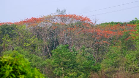 Orange-flower-Tree-in-greenery-forest-drone-view