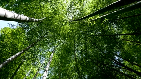 Beautiful-slow-slider-looking-up-over-beautiful-bamboo-forest