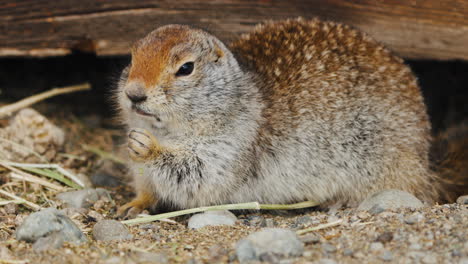 View-Of-A-Feeding-Arctic-Ground-Squirrel---Close-Up