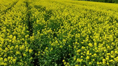 Luftaufnahme-Eines-Riesigen-Rapsfeldes-In-Voller-Blüte,-Das-Ein-Meer-Aus-Gelben-Blüten-Bildet