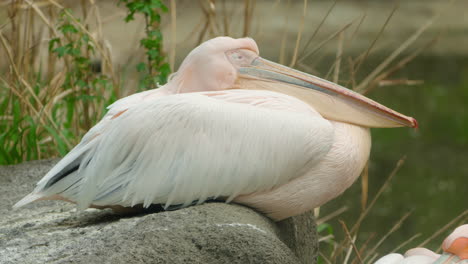 Gran-Pájaro-Pelícano-Blanco-Descansando-Sobre-Una-Roca-En-La-Orilla-Del-Lago