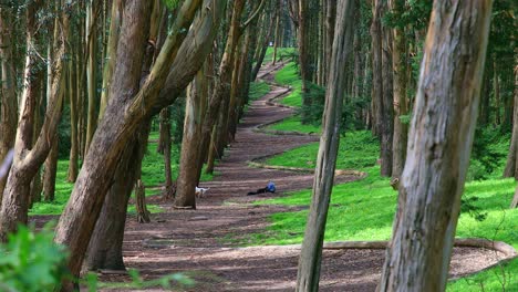 Andy-Goldsworthys-Waldlinie-Ist-Weitläufig-Mit-Sonnenlicht-Und-Einem-Hundehalter,-Der-Am-Weg-Sitzt,-San-Francisco,-USA