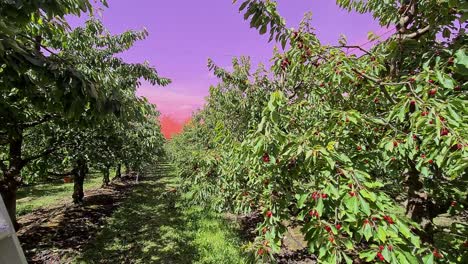 Strolling-through-a-cherry-orchard-with-pink-bird-nests-overhead