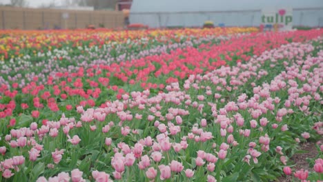 Pink-and-red-tulips-on-a-tulip-field,-establisher