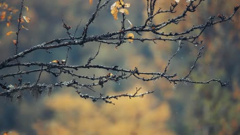 Raindrops-and-yellow-leaves-on-dark-slander-branches-of-the-birch-tree