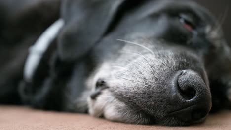 Una-Vista-De-Cerca-De-La-Boca-Y-La-Nariz-De-Un-Perro-Negro-Mayor-Dormido-Mientras-Yace-En-El-Suelo-En-Casa