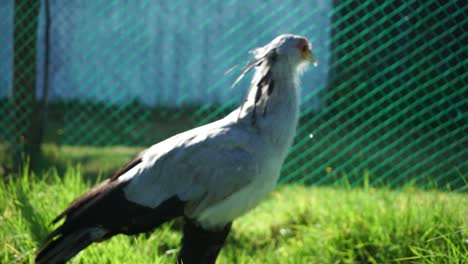 Die-Mittlere-Aufnahme-Zeigt-Einen-Sekretärvogel,-Der-Auf-Gras-Steht-Und-Ruhig-In-Die-Kamera-Blickt