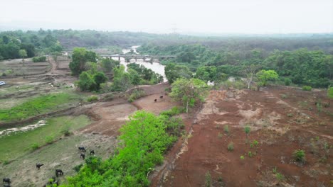 Badlapur,-Maharashtra-Río-Barvi-Drone-Disparó-Día-Soleado-Lado-Animales-Comiendo-Hierba