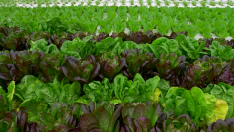 Plantas-De-Lechuga-De-Hojas-Verdes-En-Un-Entorno-De-Cultivo-Hidropónico.