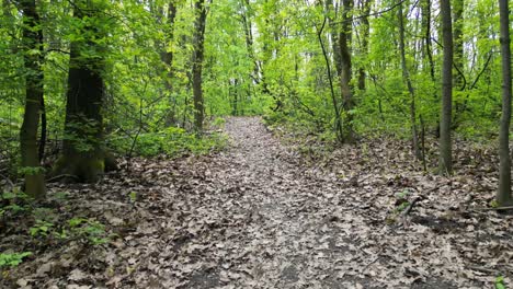 Spaziergang-Durch-Den-Grünen-Wald-An-Einem-Schönen-Sommertag-Mit-üppigem-Grün,-Gras,-Blättern-Und-Bäumen