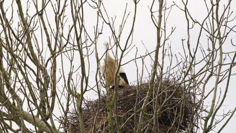 Cigüeña-Blanca-Limpiando-Sus-Plumas-En-Un-Nido-De-Pájaros-En-La-Copa-De-Un-árbol-Sin-Hojas