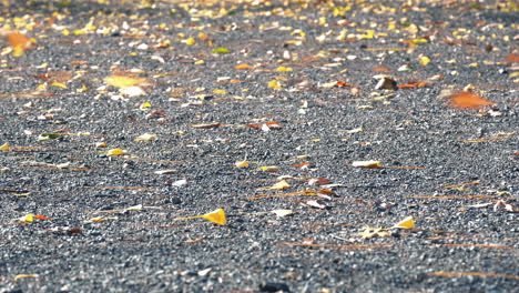 Wind-sweeping-fallen-leaves-on-the-ground