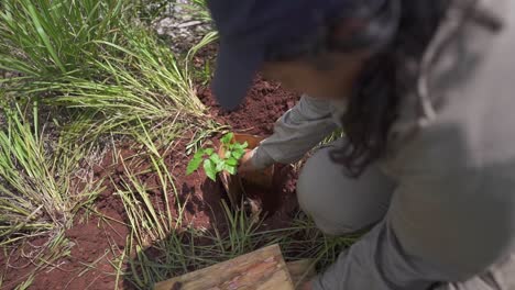 Mujer-Campesina-Plantando-Un-árbol-De-Trompeta-Rosa,-Trabajo-Manual,-Primer-Plano