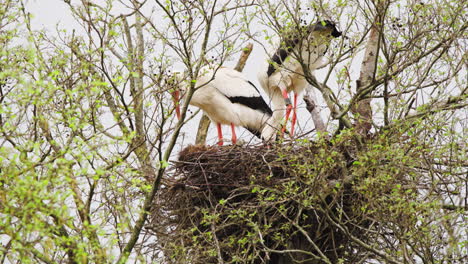 White-stork-couple-building-nest-in-tree-crown-with-sprouting-leaves