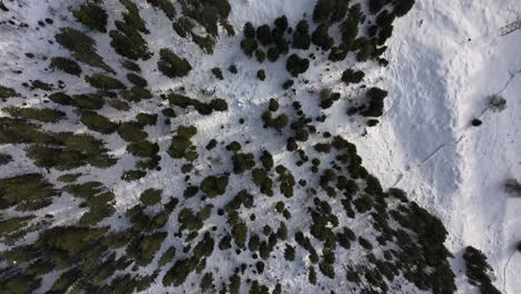 Aerial-view-of-a-dense-forest-covered-in-snow-in-Switzerland